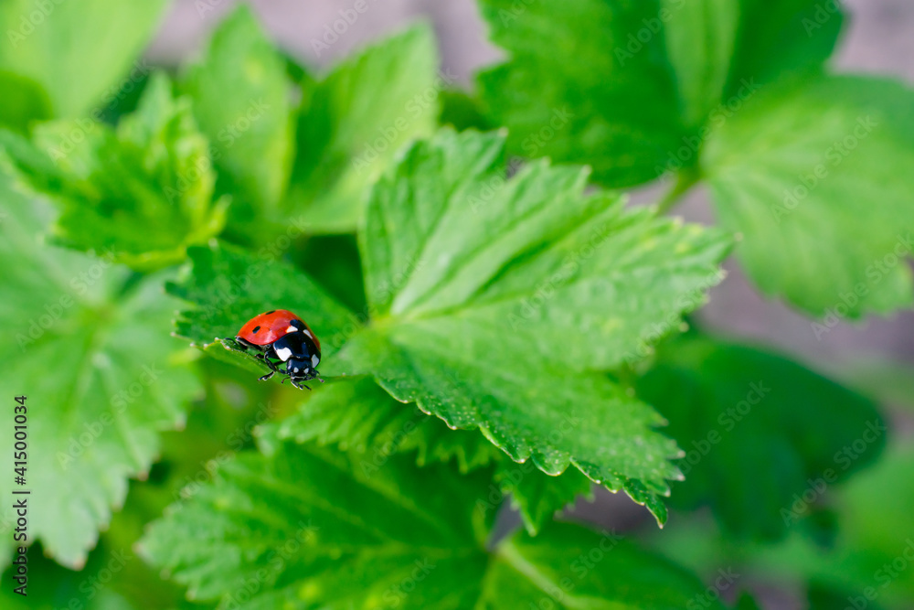 Spotted ladybug on green leaf. Concept of tranquility and beauty in nature Spotted ladybug on green leaf. Concept of tranquility and beauty in nature