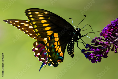 side  view  of a swallow tailed butterfly on a butterfly bush