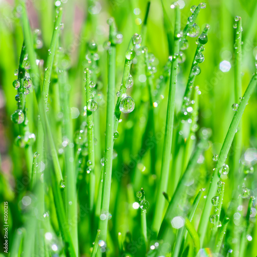 Square format extremely close up view of shiny clean water droplets on juicy long and thin green grass leaves. Botanical background for text
