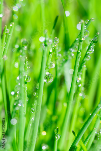 Vertical format macro photo as botanical background with wet green grass and macro view of tiny water droplets on leaves. Extremely close up macro photo