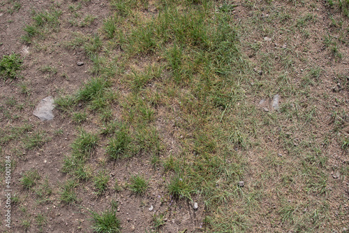 grass in the ground