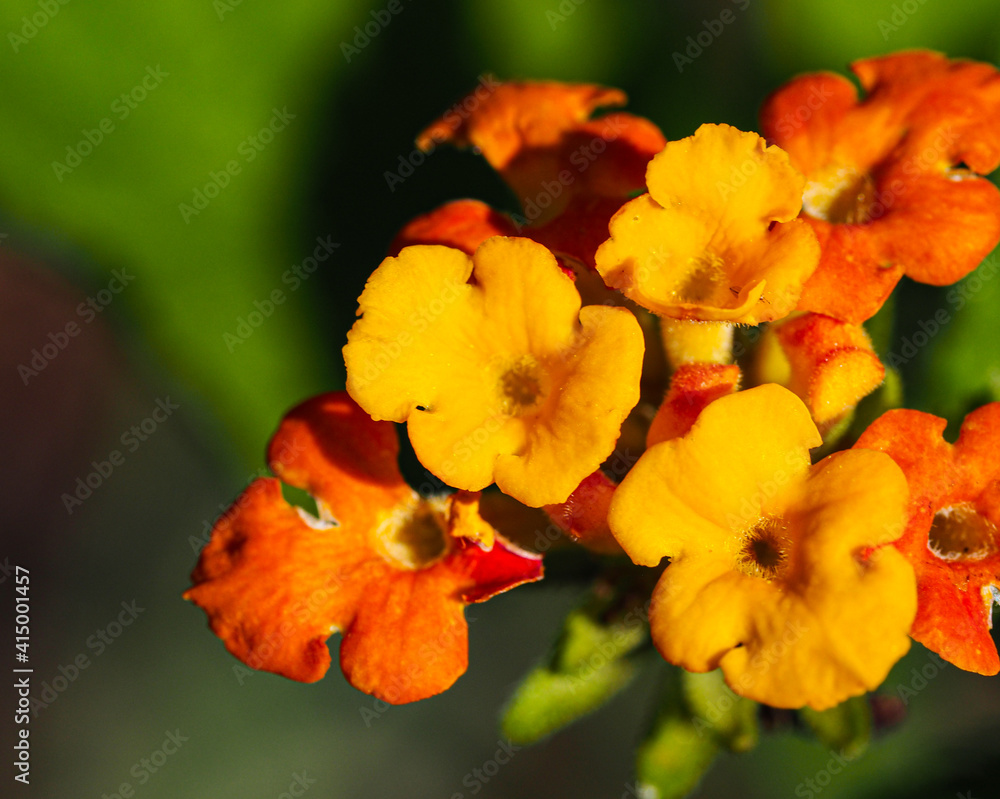 Macro of tiny yellow and orange flower clusters Macro of tiny yellow and orange flower clusters
