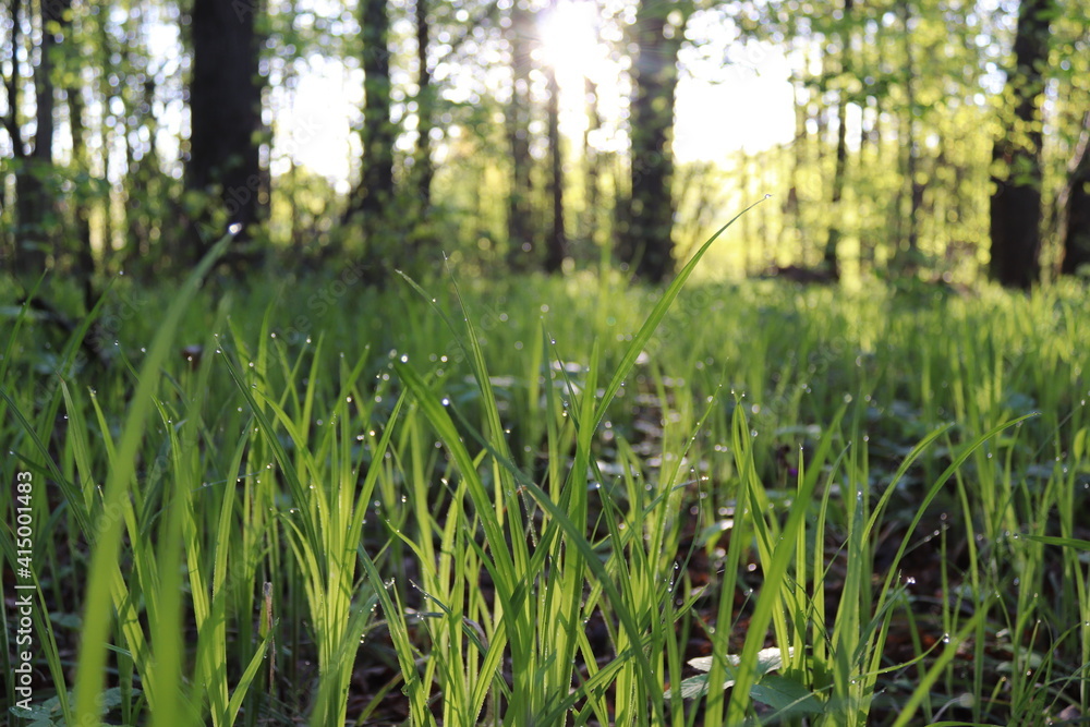 grass in the morning grass in the morning