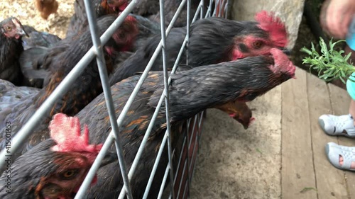 range chicken ferdine behind fences, Black  range chickens