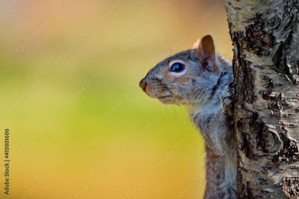 a squirrel on tree trunk with color background in autumn a squirrel on tree trunk with color background in autumn