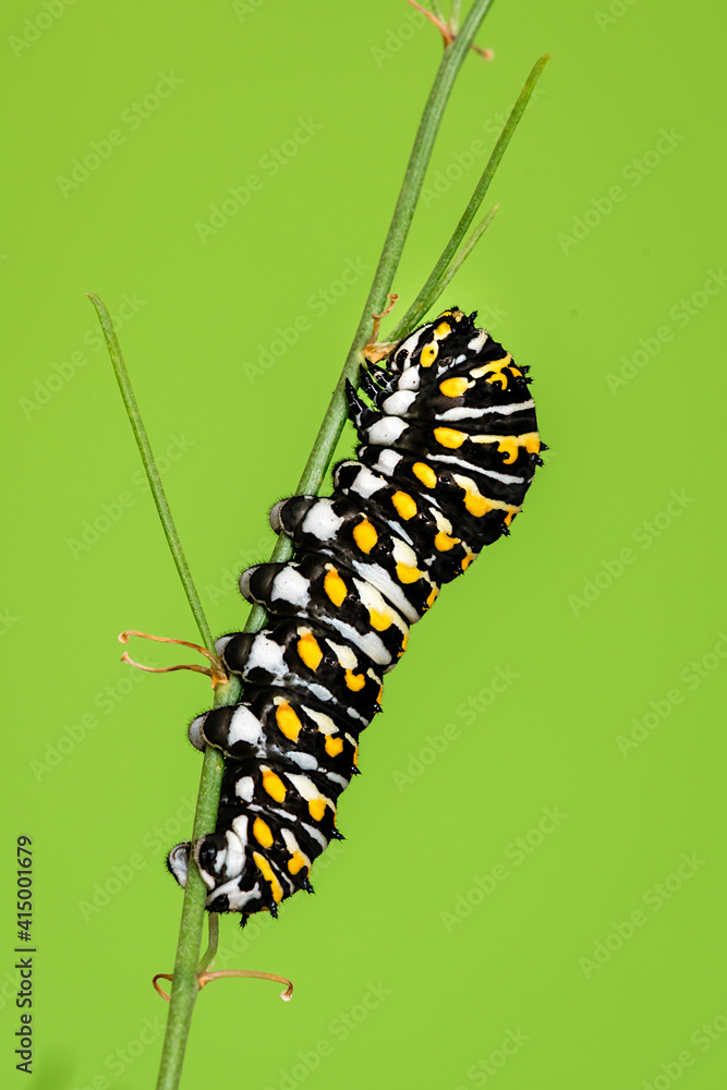 Fototapeta premium a swallow butterfly caterpillar on a twig with green background