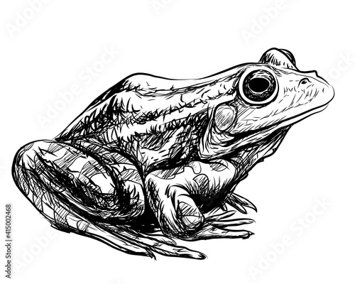 Frog. Black and white, graphic, vector portrait of a frog on a white background in sketch style. Digital vector graphics.
