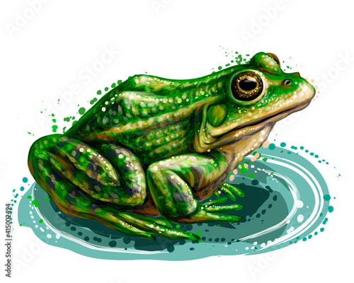 Frog. Color, graphic, vector portrait of a frog on a white background in watercolor style.