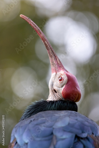 Southern Bald Ibis
