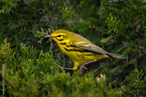 Prairie warbler in a pine tree