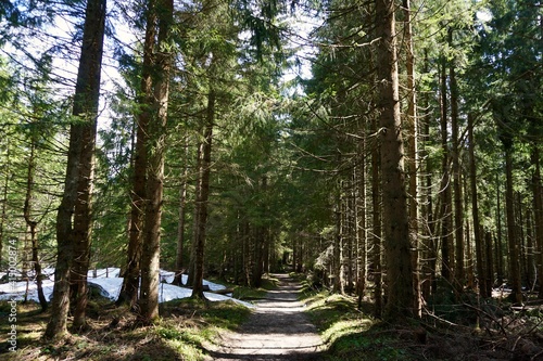 Hiking trail in a forest of the Alps
