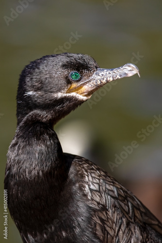 Cormorant Eye