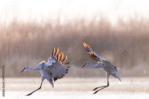 Sandhill Cranes coming in for a landing