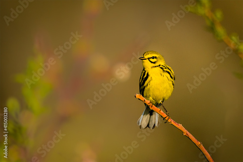 Wallpaper Mural A yellow warbler on an isolated small branch with flowers in the background