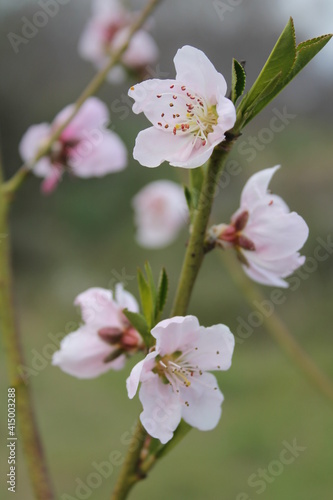 cherry blossom