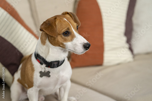 A Jack Russell dog sits on the couch and looks away.Concept: pets live in an apartment with their owners. © Anelo