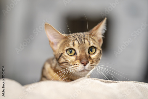 Portrait of a Bengal cat looking at the camera fearfully, close-up, selective focus.