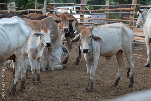 Thailand cattle