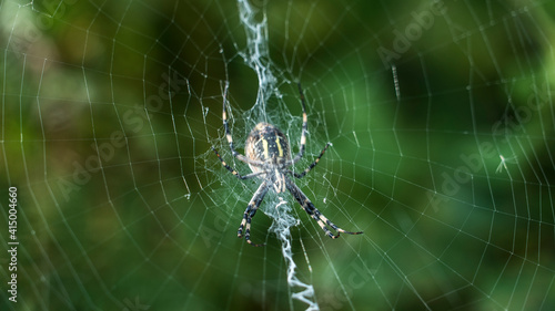 spider waiting a prey © Рома Драныш