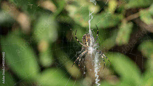 spider waiting a prey