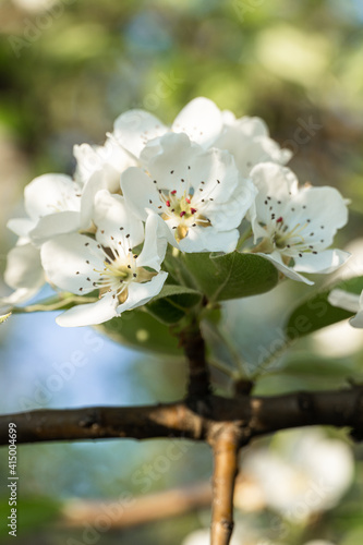 Fresh spring blossom flower tree branches with blurred background. Vertical photo