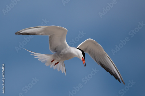 tern in flight