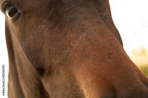 brown horse portrait
