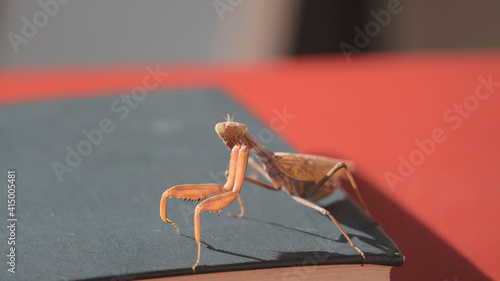 
big orange praying mantis visited
