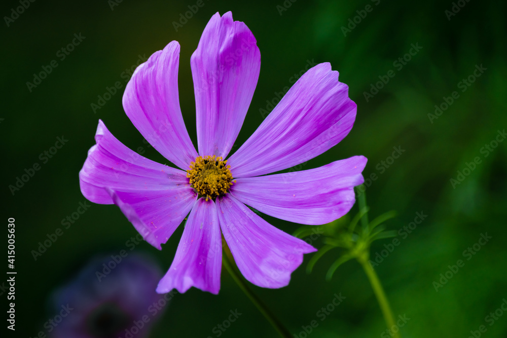 purple flower