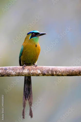 blue-capped motmot or blue-crowned motmot (Momotus coeruliceps) sitting on a branch in the mountains of Central Costa Rica photo