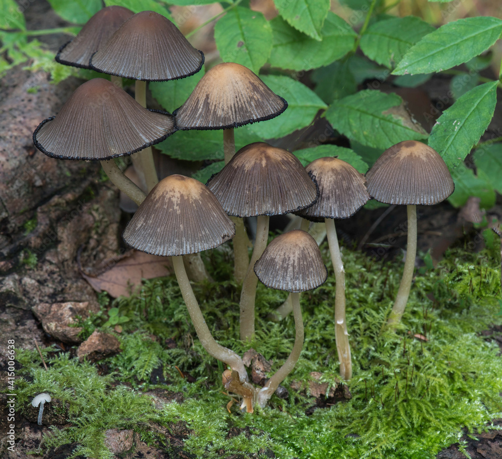 mushrooms in the forest mushrooms in the forest