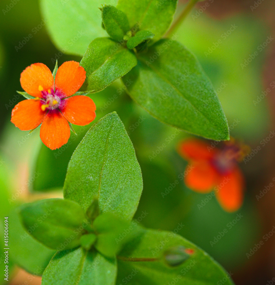 Naklejka premium Macro of orange flower with vivid green leaves