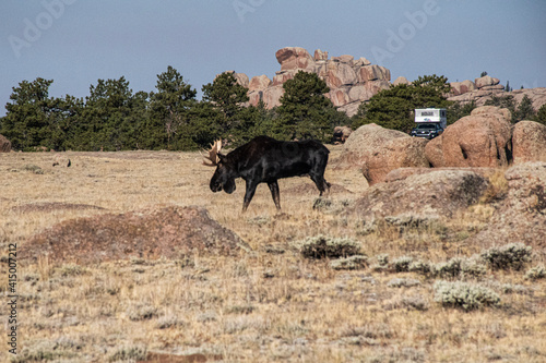 Moose on the plains of wyoming