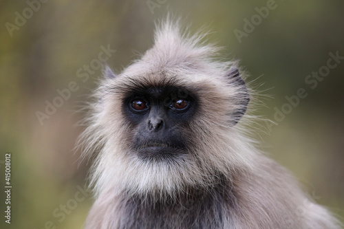 Photography Close up Langur Monkey, Rajasthan, India