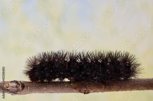 Giant Leopard Moth caterpillar (Hypercompe scribonia) insect on branch, Woolly Bear nature Springtime pest control. photo