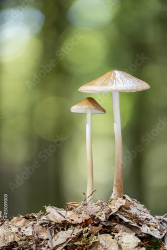 HYMENOPELLIS RADICATA growing in forest photo