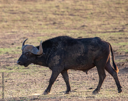 Fototapeta Naklejka Na Ścianę i Meble -  cape buffalo bull at sunset in Mokala National Park, Kimberley South Africa