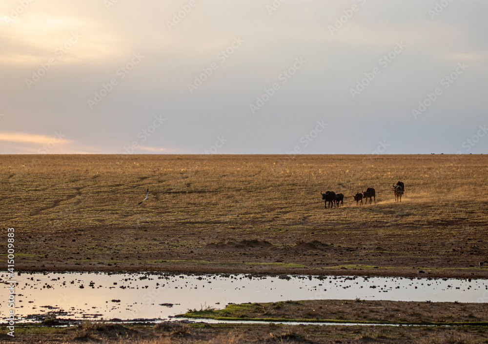 Cape buffalo on their way to the water hole at sunset in Mokala National Park, Kimberley South Africa