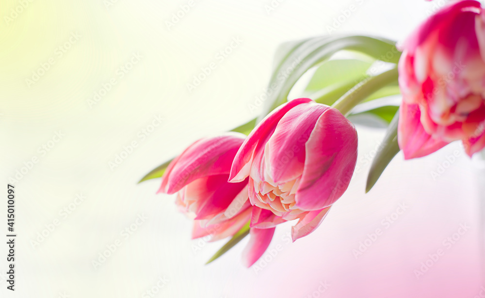 Spring background and three tulips. Spring flowers and bokeh. Spring background and three tulips. Spring flowers and bokeh.