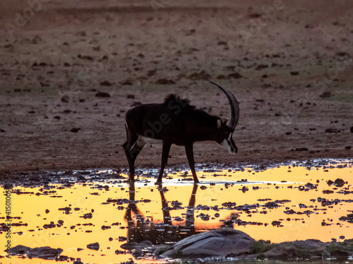 Sable antelope drinking water at sunset in Mokala National Park, Kimberley South Africa
