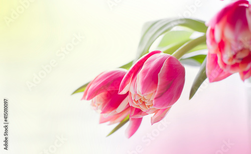 Spring background and three tulips. Spring flowers and bokeh.