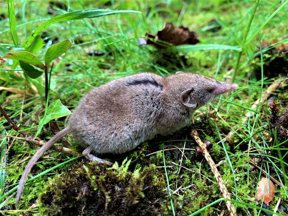 Spitzmaus Spitzmaus