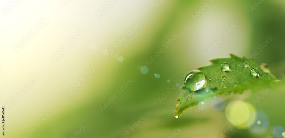 drop of dew on a green sheet solar glare