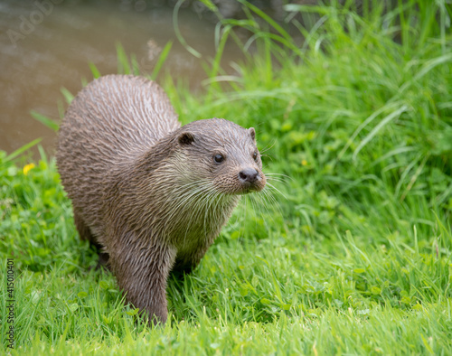 Otter on the river