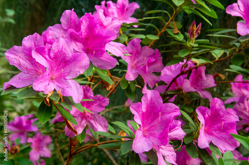 pink rhododendron flowers