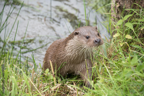 Otter emerging onto bank