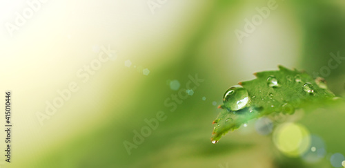 drop of dew on a green sheet solar glare