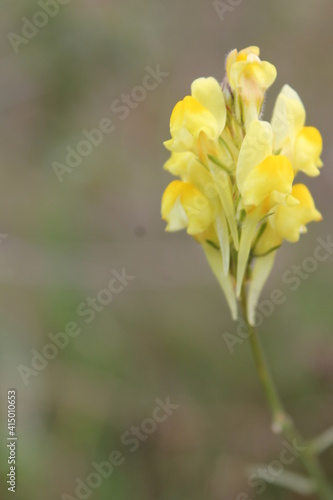 fiori gialli di campagna