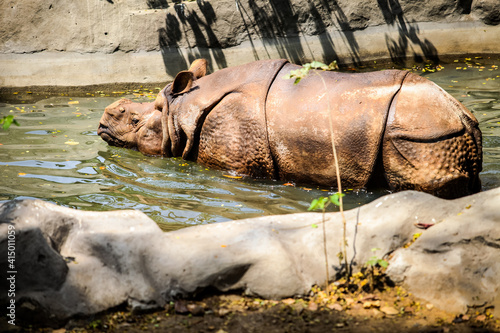 single adult rhinoceros without horn resting in green pond water in zoo