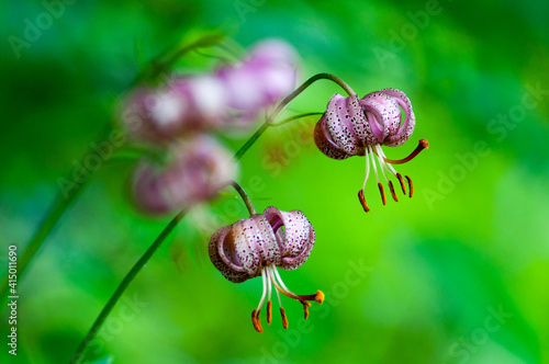 Kwitnąca Lilia Złotogłów, roślina chroniona